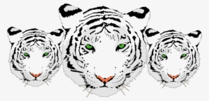 White Tiger Clipart Transparent - 3 White Tiger Png