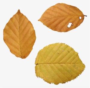 Autumn Png Leaf - Beech Leaf Autumn Png