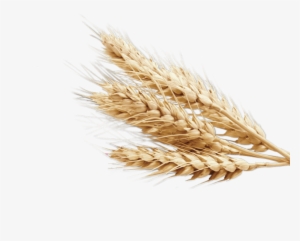 Free Png Wheat Png Images Transparent - Wheat Transparent Background
