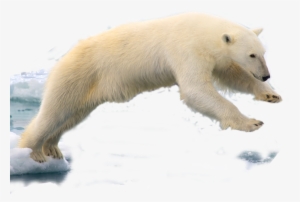 320 × 216 Pixels - Polar Bear Png