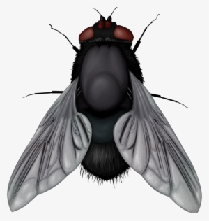 Fly Png