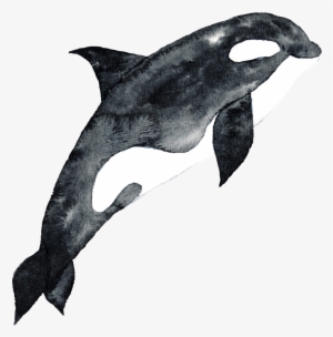 Black Hand Drawn Dolphin Cartoon Watercolor Png - Watercolor Painting