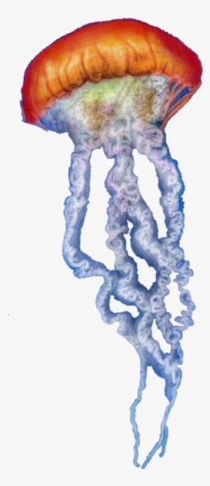 Jellyfish Freetoedit Scjellyfish - Sketch
