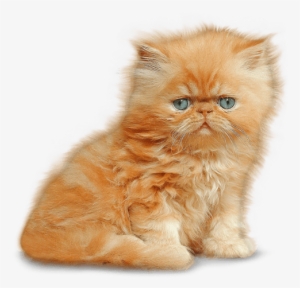 Kitten - Kitten Png