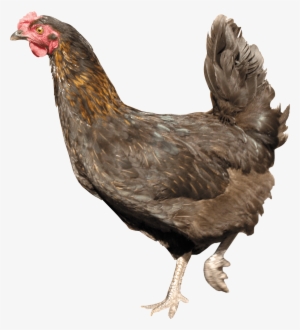 Chicken Png Transparent - Chicken With No Background