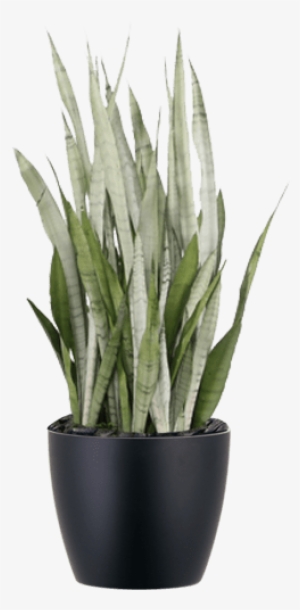 Sansevieria Silver Queen Low-light Indoor Snake Plant - Sansevieria Silver Queen