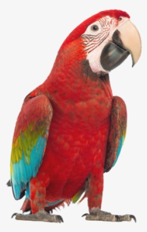 Avian Exotics Center Of Nashville Birds Pigeons - Parrot On White Background