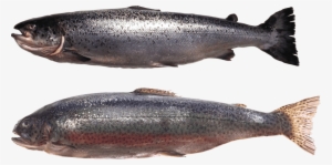 Free Png Fish Png Images Transparent - Fish
