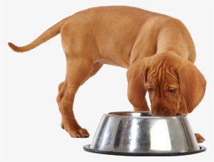 Click Here For A Complete Breakdown Of What's Inside - Dog Eating