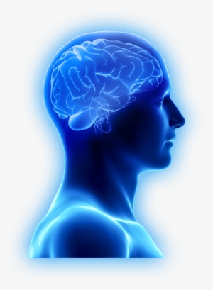 Are Brain Supplements Only For The Aging Brain - Brain Images In Png