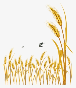 Hand Painted Cartoon Delicate Wheat Decorative - Free Vector Wheat