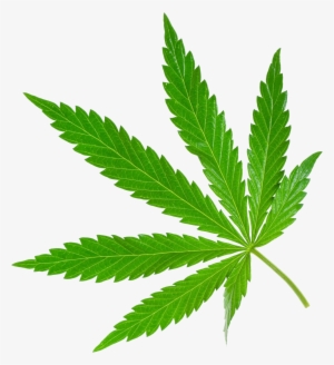 Cannabis Png