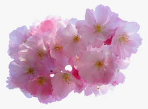 Cherry Blossom Flower Png - Cherry Blossom Png