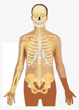 Human Skeleton - Skeleton With Lungs Stomach