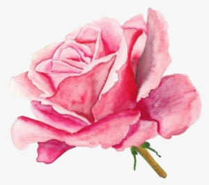 Http - //jaehos - Tumblr - Pack 29 Here I Am Once Again - Painting Of A Pink Rose