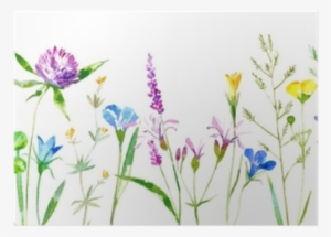 Floral Border Of A Wild Flowers And Herbs On A White - White Background Grass Flower