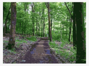 Lichtscheid Again Big Image Png - Forest Transparent