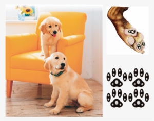 Ultra Thin Material Medical Grade Adhesive - Real Dog Paw Png