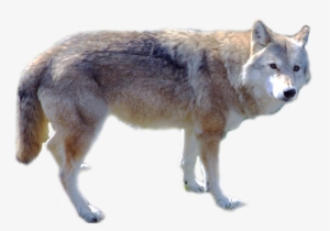 Download - Wolf Png