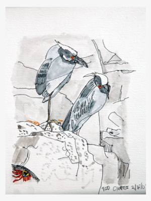 Watercolor Birds 4 - Sketch