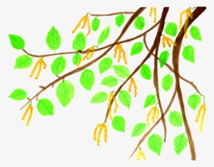 Birch Clipart Watercolor - Comics