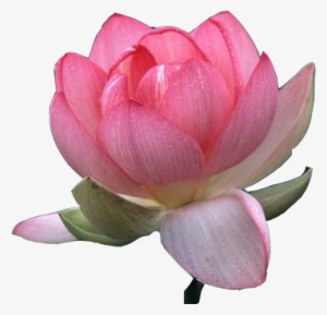 Beautiful Lotus Flower Clipart Png - Lotus Flower Transparent Background Png