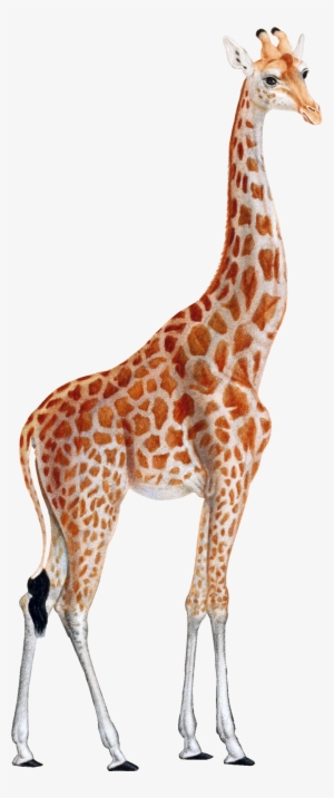 Giraffe Png