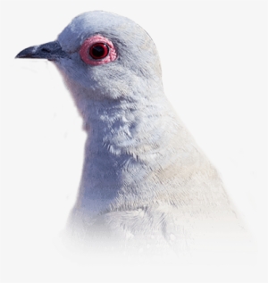 Diamond Doves - Rock Dove