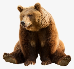 Bear - - Bear Png Transparent