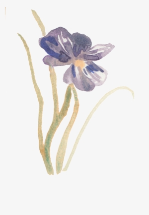 This Graphics Is Hand Drawn Close-up Dead Magnolia - Close-up