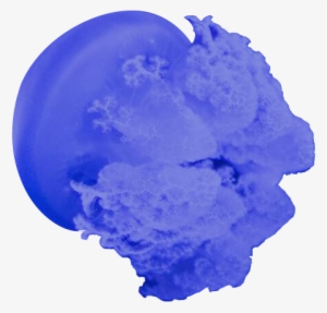 Jellyfish Under Water - Water