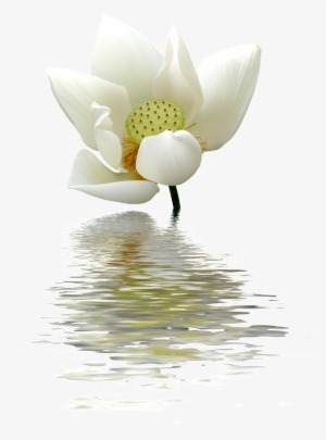 A Lotus Flower Transparent On The Water - Lotus Flowers White Png