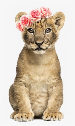 Lioncub Nala - Cb Editing Png Animal