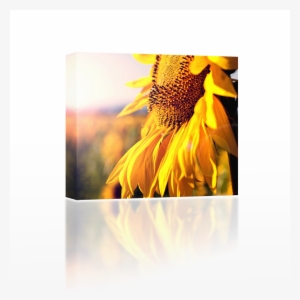 Summer Sun Rays - Rca Led55g55r120q - 55" Led Tv - 1080p