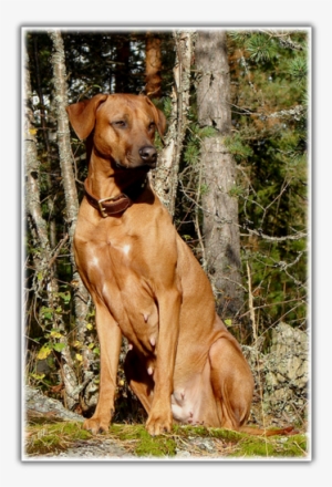 Vizsla