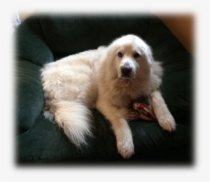 We Ask That You Please Consider Donating To Help Nala - Companion Dog