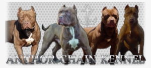 American Pitbull Terrier Kennels