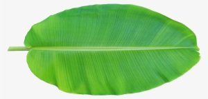 Leaf Musa Basjoo Xd - Banana Leaf Clipart Png