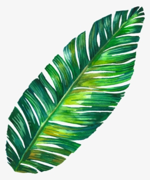 Leaf Png Tumblr - Banana Leaf Tumblr Png