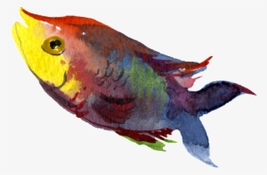 Colorful Watercolor Hand Drawn Fish Transparent - Watercolor Painting