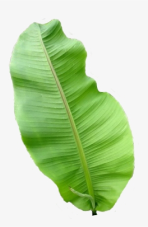 Banana Leaves Transparent Png