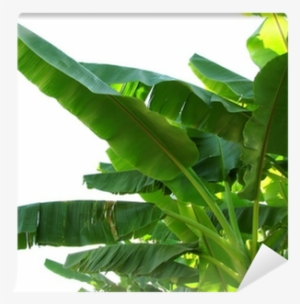 Banana Leaves