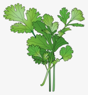 Cilantro - Parsley