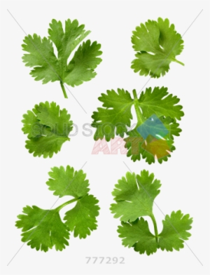 Png Stock Photo Of - Diferencia Entre Perejil Y Culantro