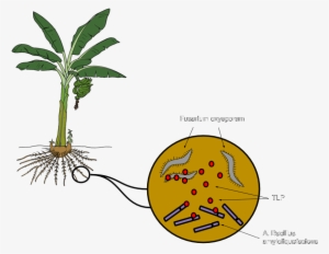 Bacillus Amyloliquefaciens, A Bacterium That Grows - Banana