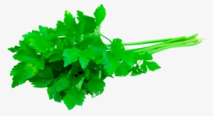 Cilantro Emm 500 Slobolt - Koriander