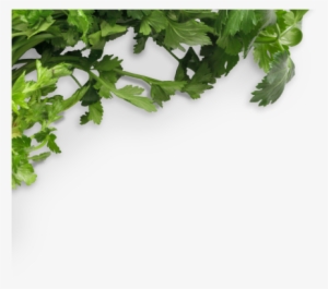 Chalkboard Cilantro Bunch - Food