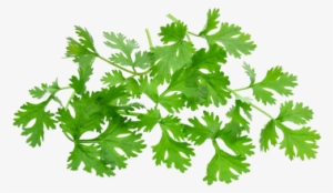 Cilantro - Coriander