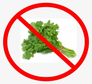 cilantro png free hd cilantro transparent image pngkit pngkit