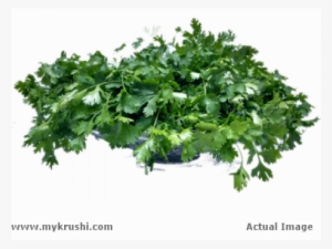 Coriander Leaves - Parsley
